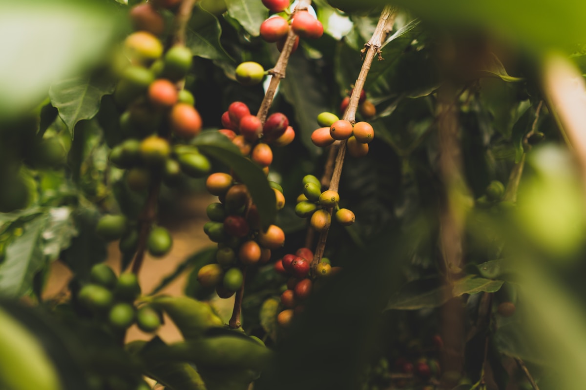 Bali Kintamani Arabica green coffee beans from Kintamani Highlands, Bali, Indonesia